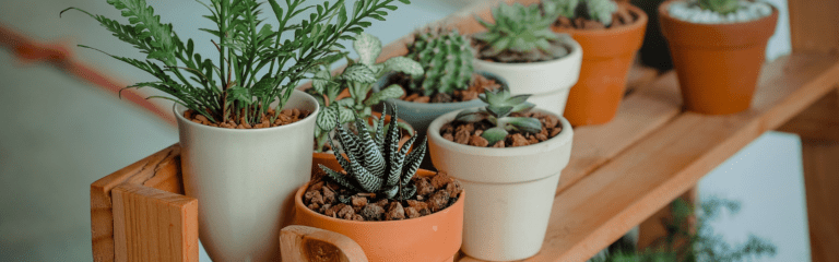 El negocio de plantas y jardinería en Chile: ¡Mercado verde!